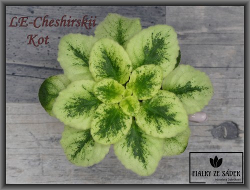 LE-Cheshirskii Kot
